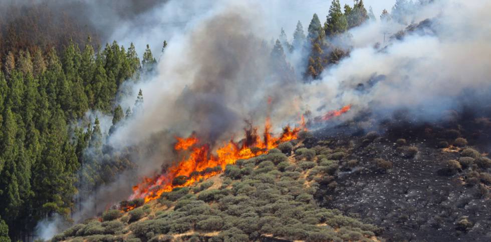 Incendios forestales y su impacto ambiental