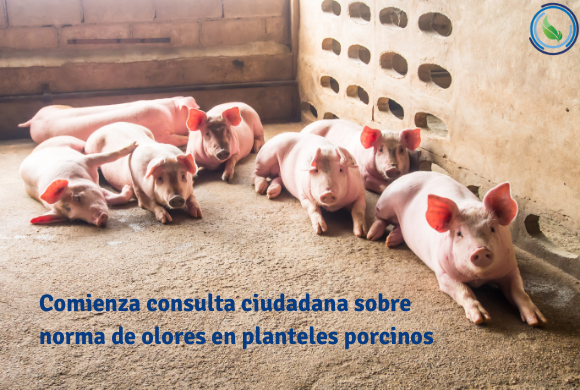 Comienza consulta ciudadana sobre norma de olores en planteles porcinos